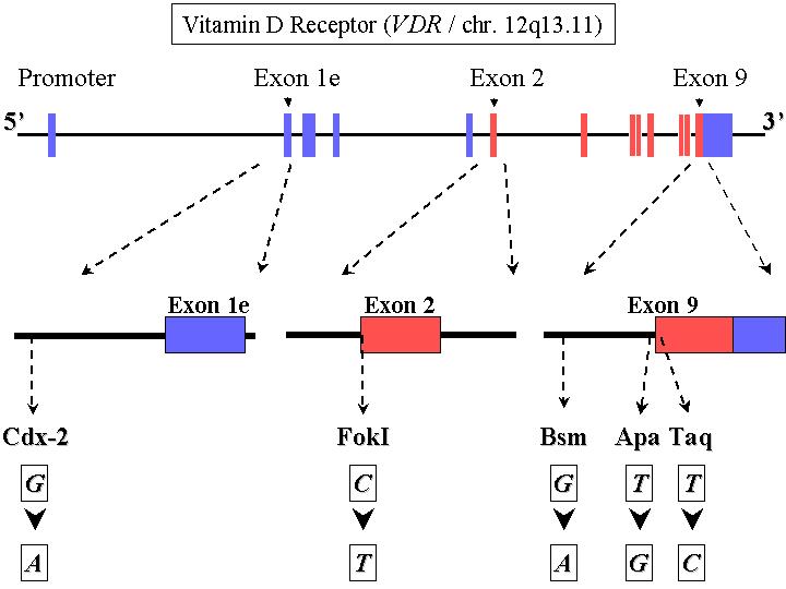 VDR Gene Structure